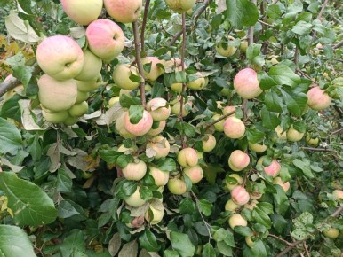 ��� ��������� ����������� ��������� ������� � ����: ������� ���� �� �����