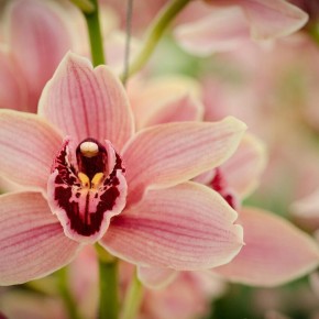 ��� ������ �������: ����������� ������ ������ � ��������