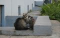 ���������� ������ ������ � ����������� �������