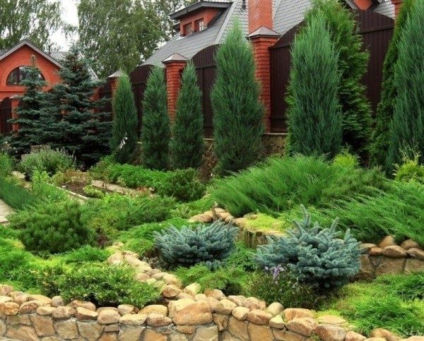 Как защитить хвойные растения от вредителей: эффективные способы