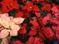 Пуансеттия может жить годами и снова радовать прицветниками