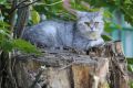 Небо над Костромской областью в пятницу чуть прояснится