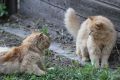 Погода сыграет с костромичами в «чет-нечет»