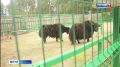 Костромскому Айболиту приходилось даже делать льву педикюр