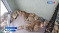 В Костроме ликвидирован кошачий концлагерь
