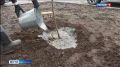 В Костроме осенью высадят более тысячи деревьев и кустарников