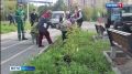 Кострома активно «зарастает» горной сосной и гортензией