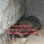 ЕНОТОВИДНУЮ СОБАКУ НАШЛИ В СПАЛЬНОМ РАЙОНЕ КОСТРОМЫ