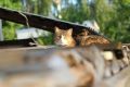 Погода на этой неделе ещё порадует теплом костромичей