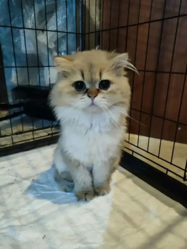 ДЛЯ КОТИКА ИЗ ПРИЮТА-КОНЦЛАГЕРЯ ИЩУТ НОВЫХ ХОЗЯЕВ