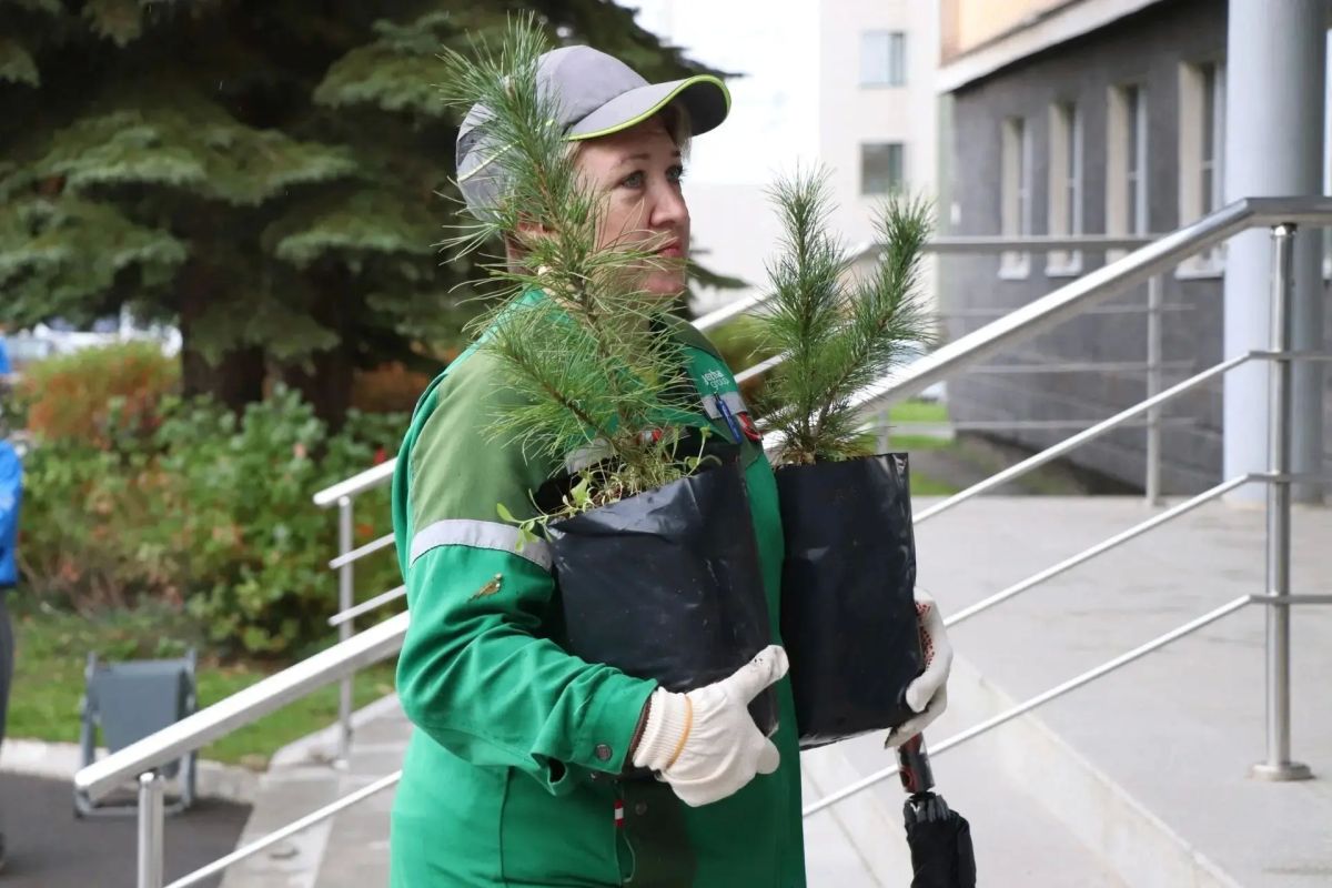 Кедры из Костромской области будут украшать города России Кедры из Костромской области будут украшать города России