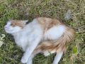Бил об пол и выбросил с пятого этажа: за котенка Ленечку вступилась костромская прокуратура