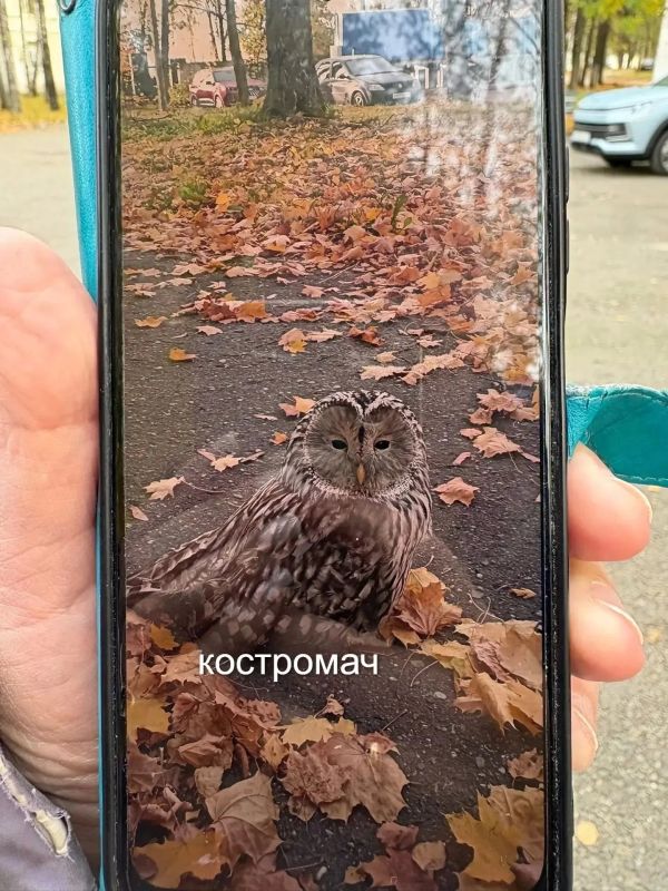 ИСПУГАННОГО СОВЕНКА ЗАМЕТИЛИ ДНЕМ У ЗДАНИЯ ОБЛАСТНОЙ БОЛЬНИЦЫ В КОСТРОМЕ ИСПУГАННОГО СОВЕНКА ЗАМЕТИЛИ ДНЕМ У ЗДАНИЯ ОБЛАСТНОЙ БОЛЬНИЦЫ В КОСТРОМЕ