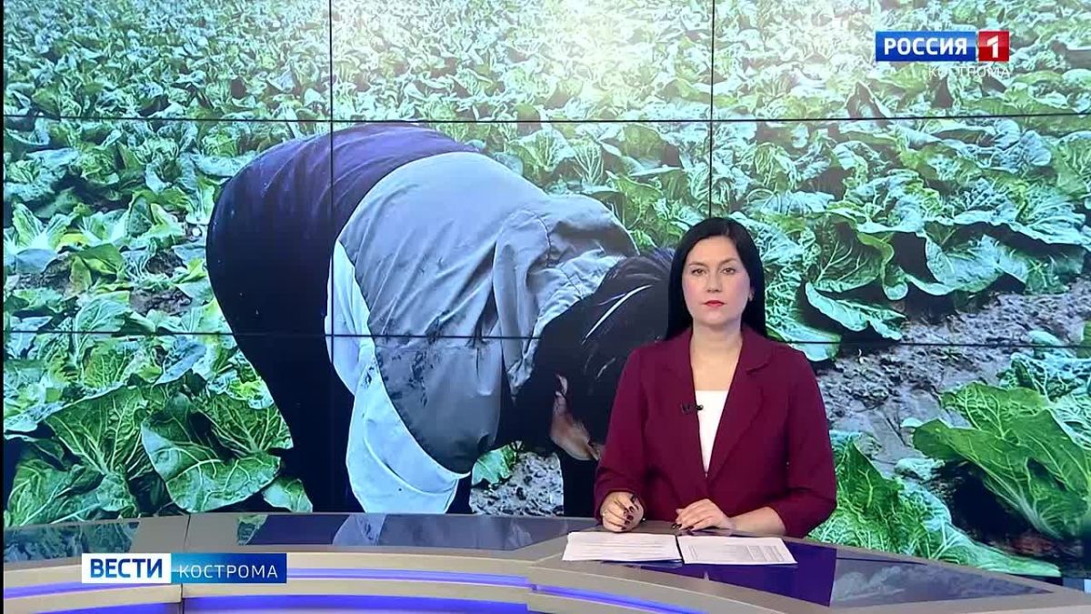 Дожди и зайцы не помешали костромским аграриям собрать урожай «пекинки»
