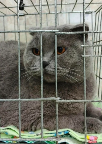 УХОЖЕННОГО КРАСАВЦА КОТА ПОДКИНУЛИ ПОД ДВЕРИ КОСТРОМСКИМ ВЕТЕРИНАРАМ