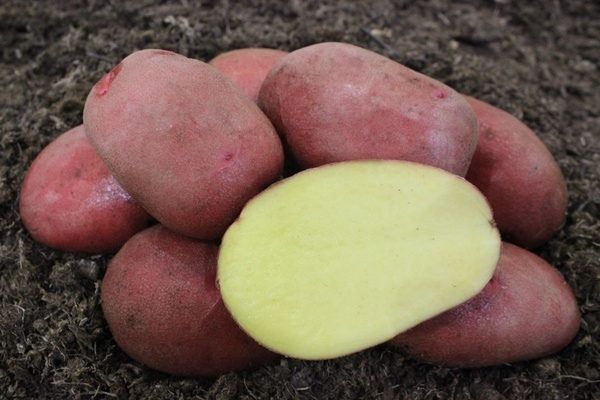 Картофель Мираж: секреты успешного роста и восхитительных урожаев