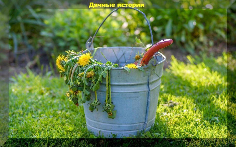 Зеленая бродиловка: секреты и ошибки в приготовлении удобрения из трав