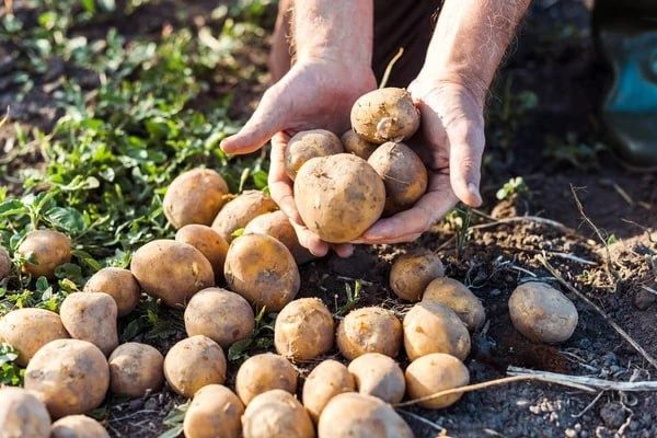 Село в шоке: почти тонна картошки исчезла с поля за одну ночь