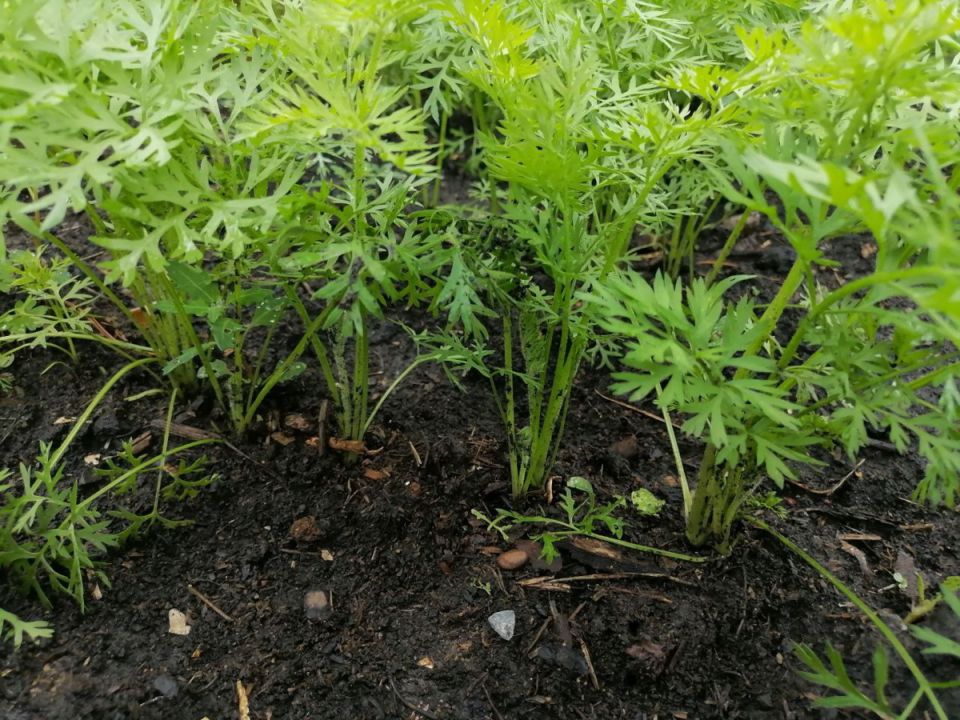 Идеальная подкормка моркови на всех этапах роста