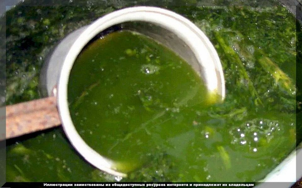 Приготовление зеленого удобрения: как преломить традиции