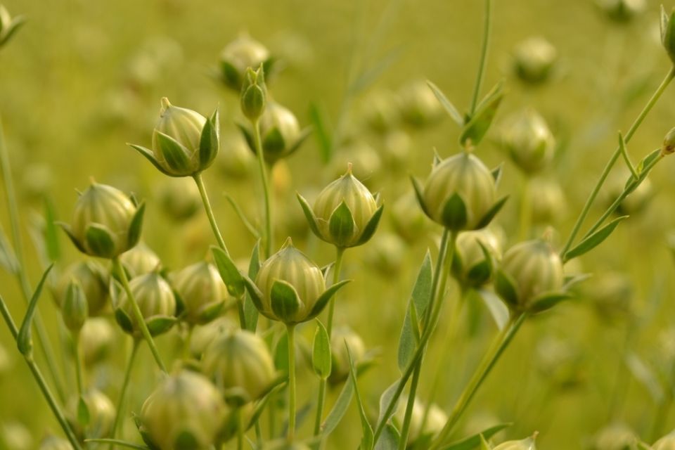 Семена льна: секреты здоровья и внимание к противопоказаниям