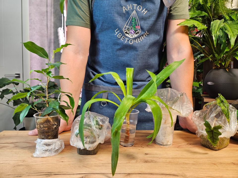 Оживление и уход за растениями