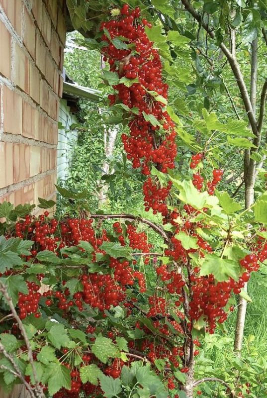 Как вырастить смородину до ведерного урожая: секреты успешного ухода