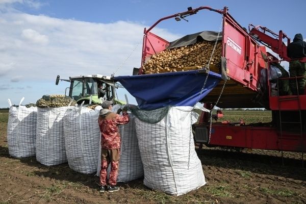 Стабильность цен на картофель в 2026 году: надежды аграриев