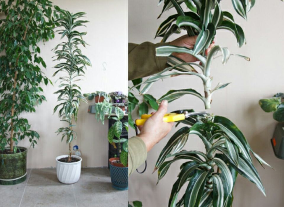 Как правильно обрезать драцену: советы по уходу за зеленым питомцем