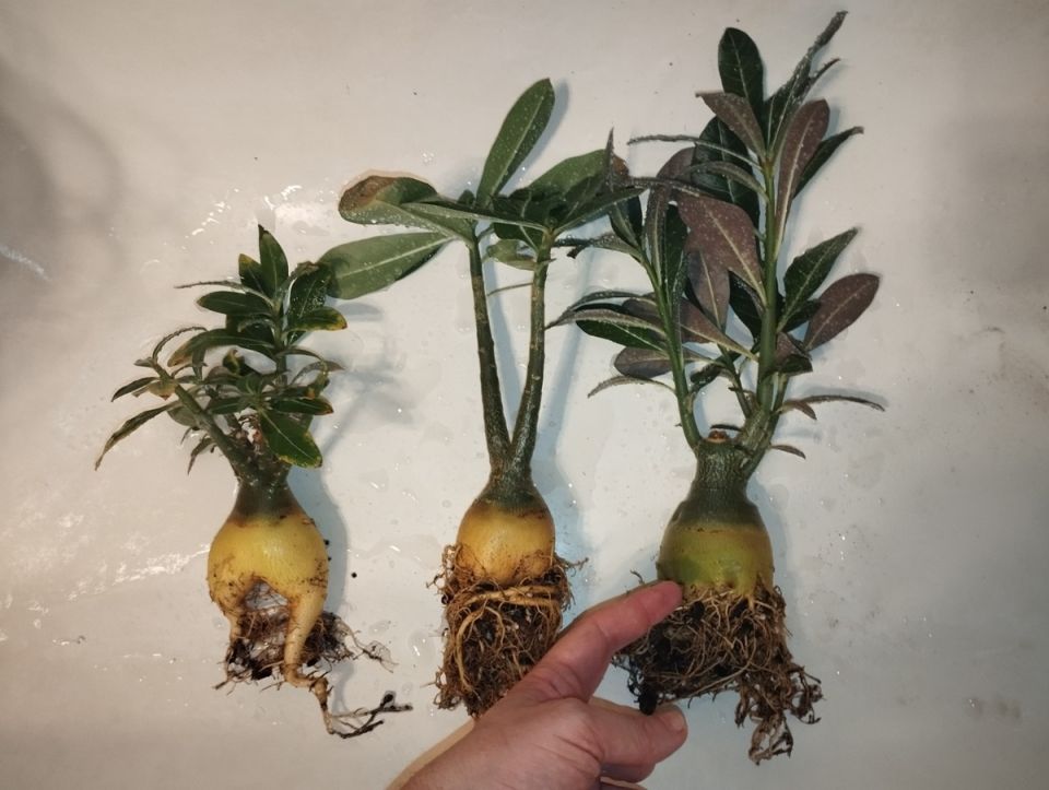 Экзотические адениумы: отпуск на природе и битва с вредителями