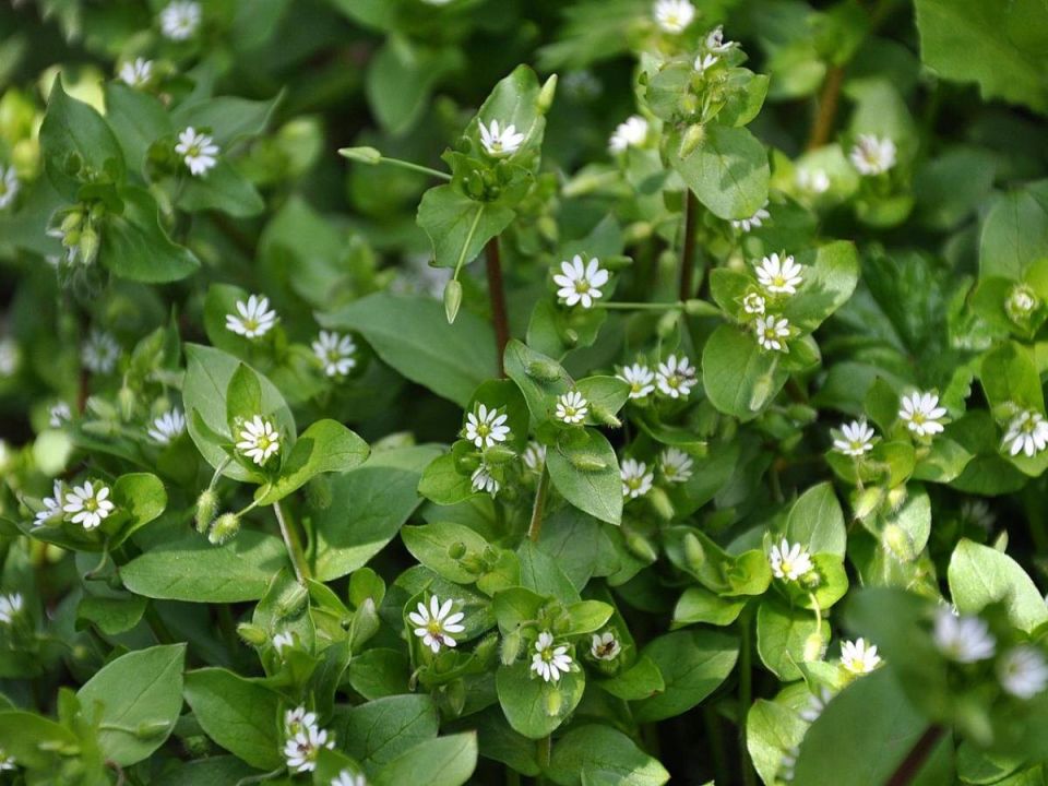 Эффективная стратегия борьбы с мокрицей: советы для садоводов