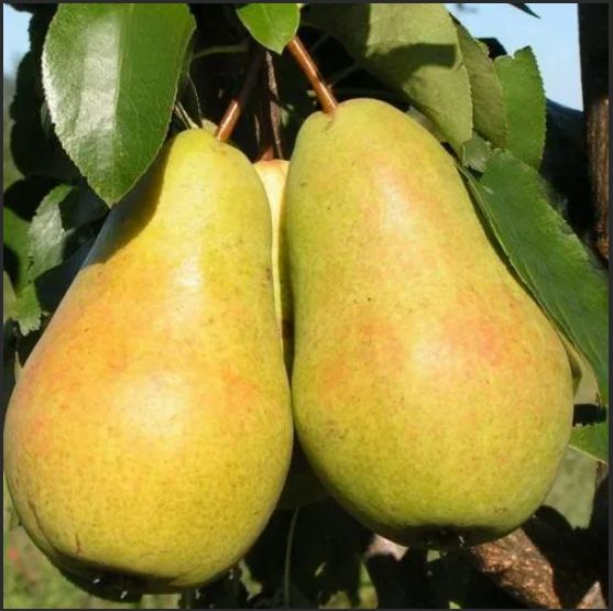 Почему молодые саженцы груш теряют силу и гибнут?