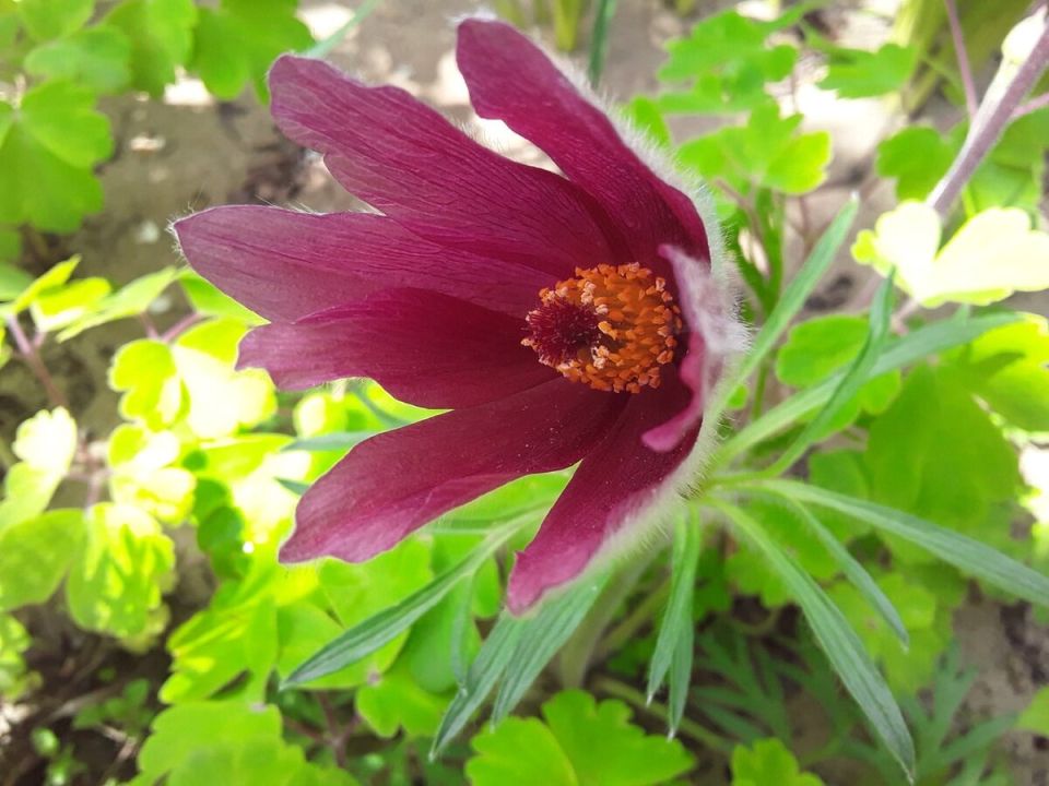 Удивительная история о том, как прострелы вновь нашли свой дом в садах