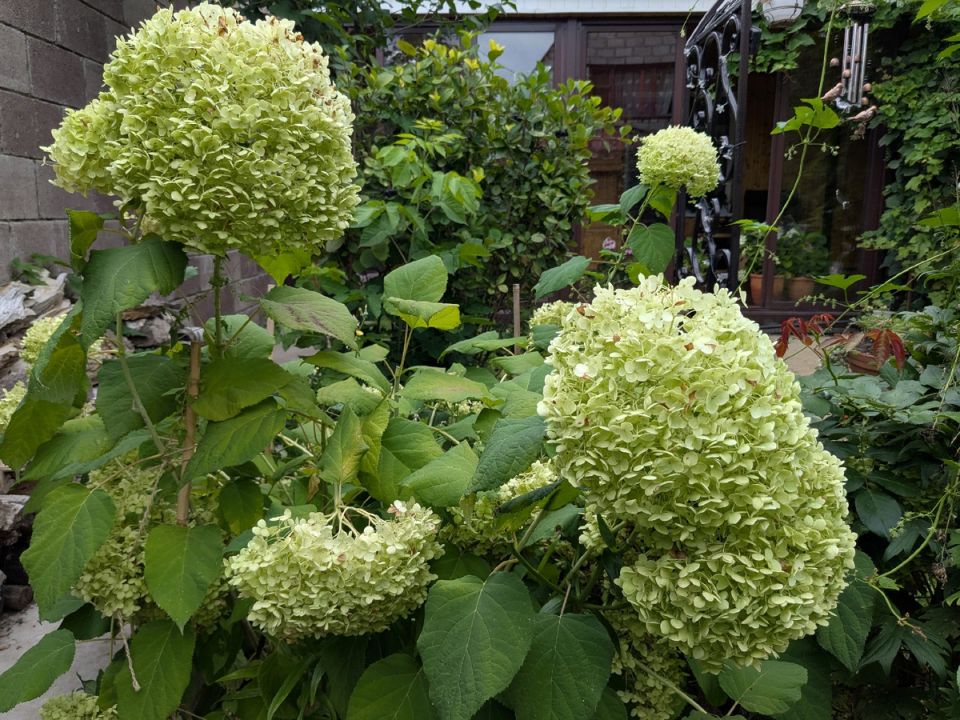 Секреты обрезки гортензии Аннабель: как добиться пышного цветения