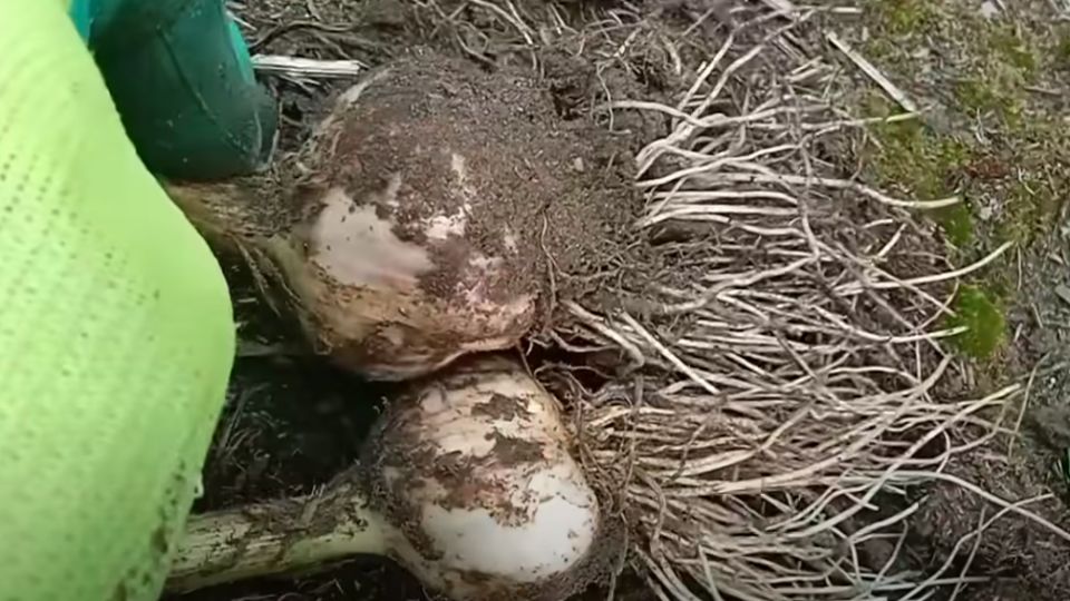 Необычный способ сохранить чеснок: секреты длительного хранения урожая