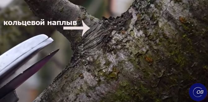 Умная обрезка плодовых деревьев: как избежать распространённых ошибок