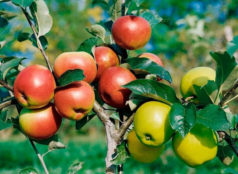 Необычные эксперименты в садоводстве: прививки, которые удивляют