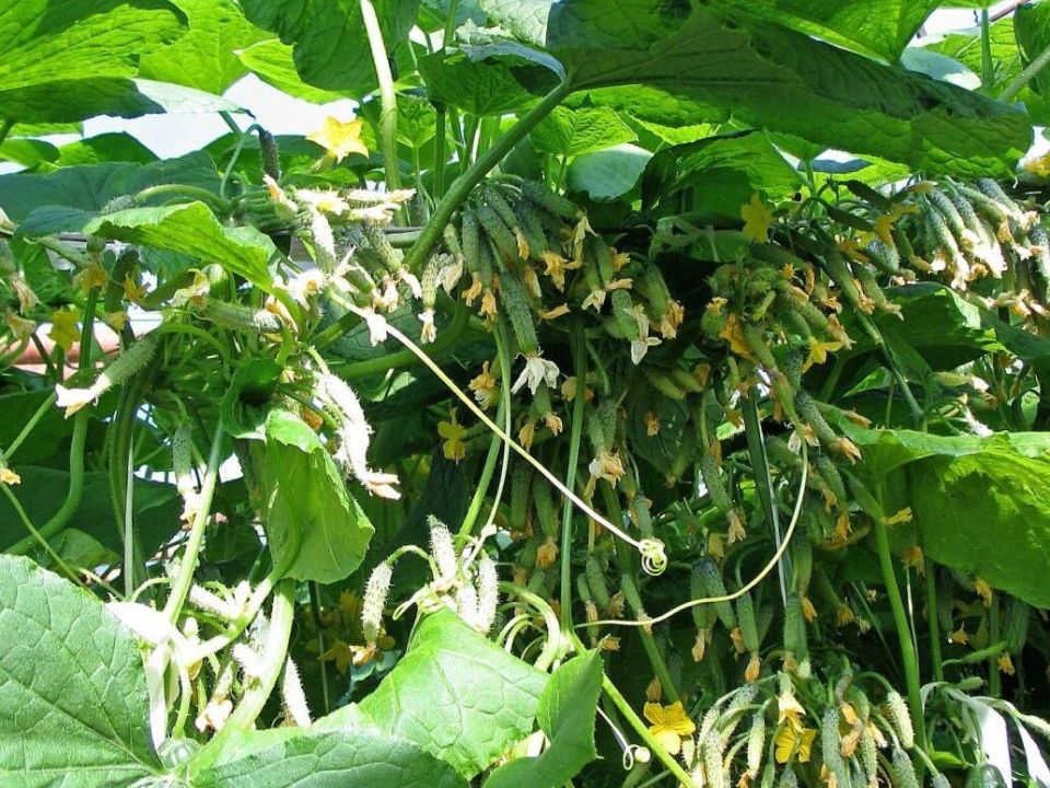 Как микориза может в корне изменить ваш урожай: секреты успешного садоводства