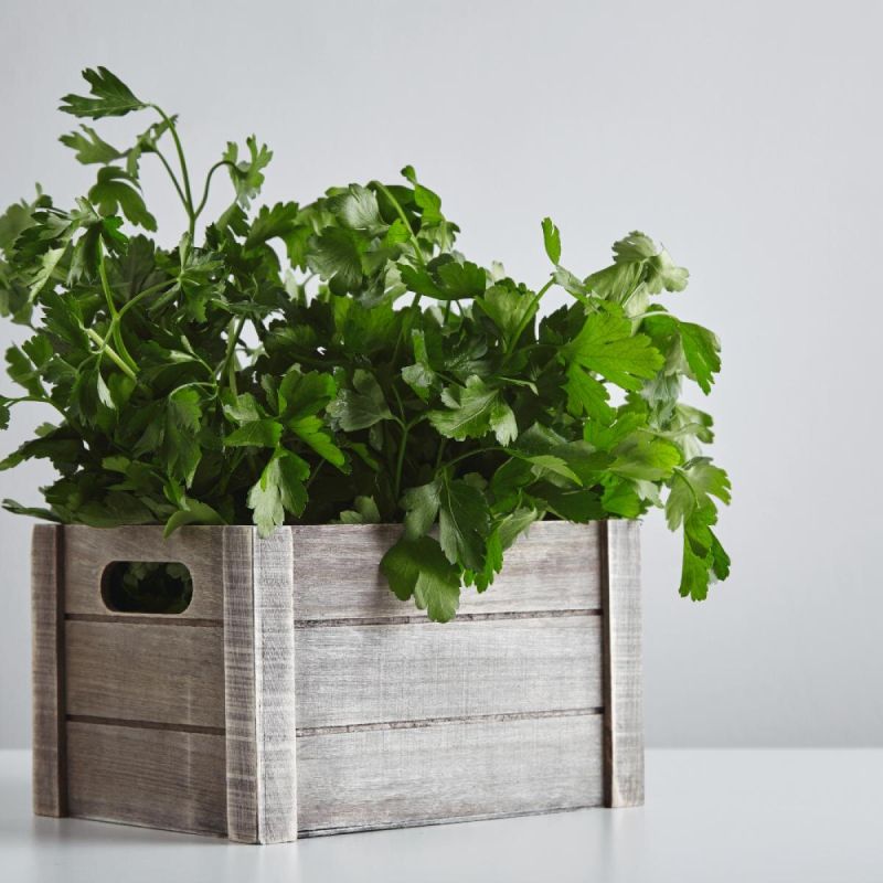 Как создать зелёный уголок в квартире: секреты успешного домашнего огородничества