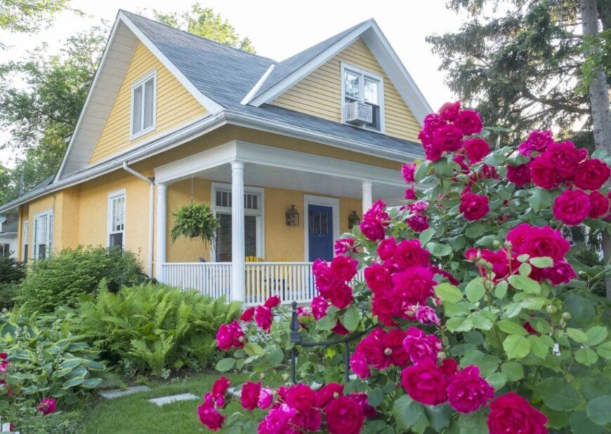 Как просто вернуть жизнь вашим розам: секреты от опытного садовода