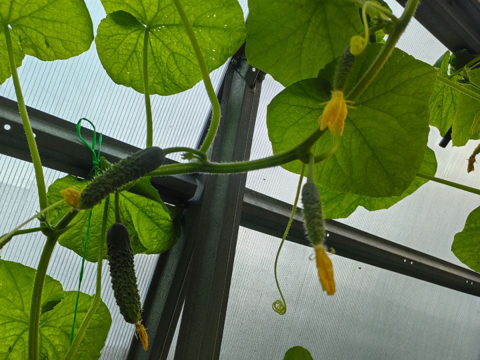 Почему избыток листьев угрожает урожаю огурцов и как предотвратить проблемы