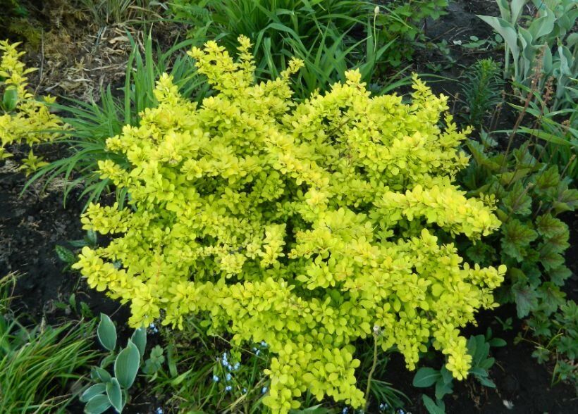 Барбарис: красота и польза, которые стоит иметь в саду