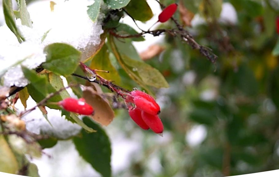 Садовые дела по лунному календарю: советы на конец ноября и начало декабря
