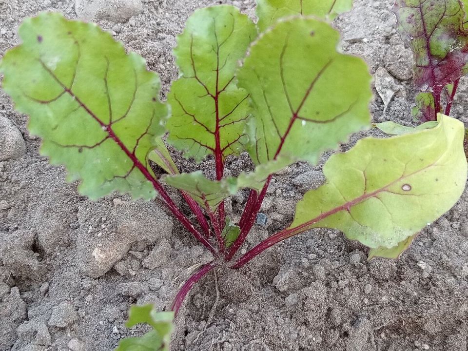 Уход за свеклой в июле: секреты выращивания для богатого урожая