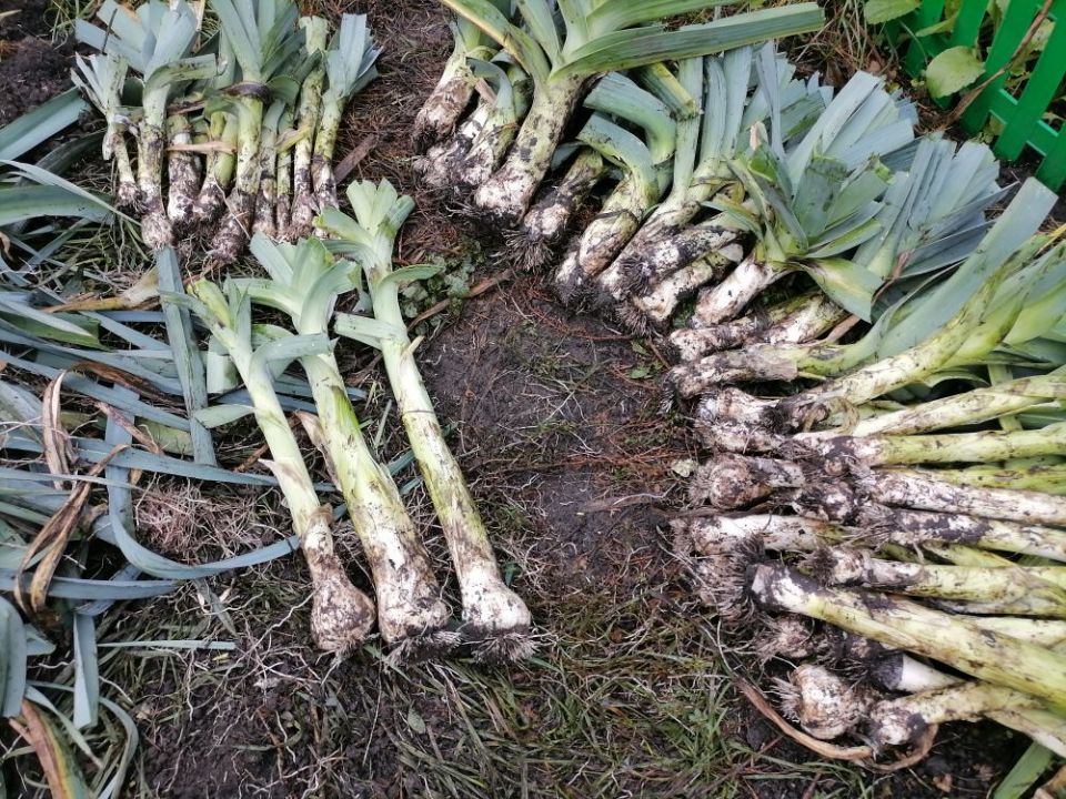 Новый взгляд на лук-порей: секреты выбора и успешного ухода