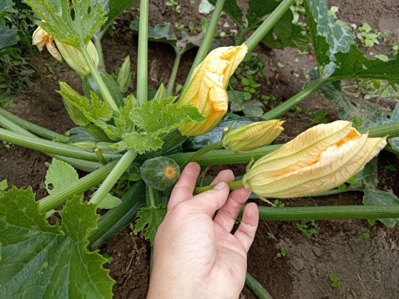 Как сохранить кабачки от гниения: секреты успешного ухода