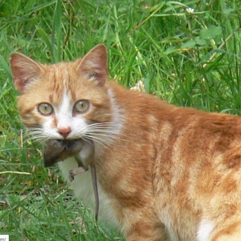 Натуральные враги мышей: пять растений для защиты вашего участка