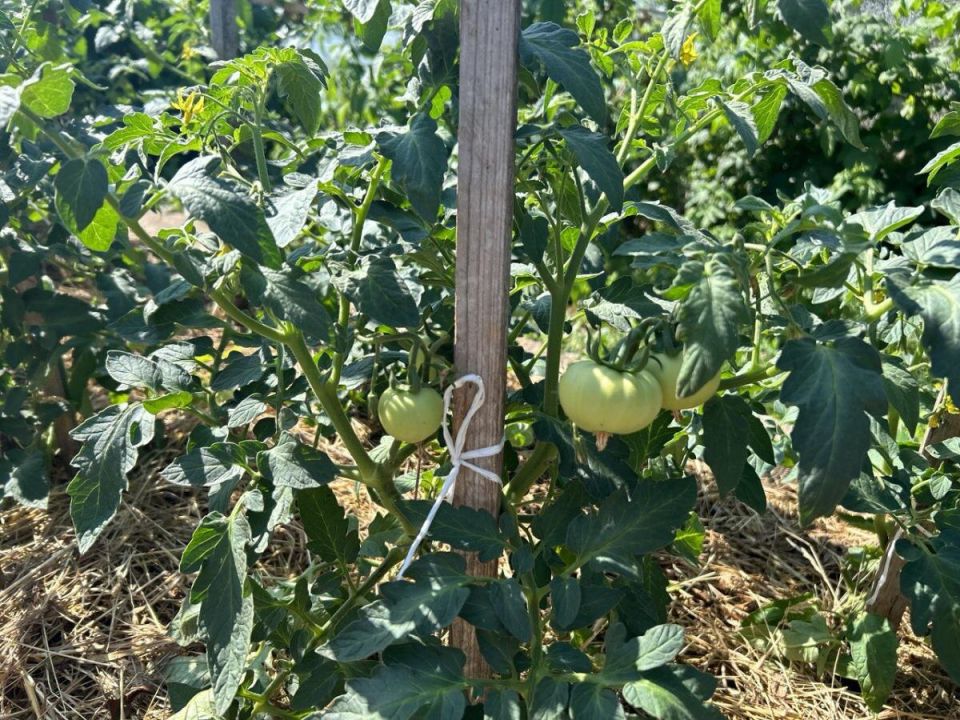 Как простая кофейная гуща может изменить ваш урожай томатов