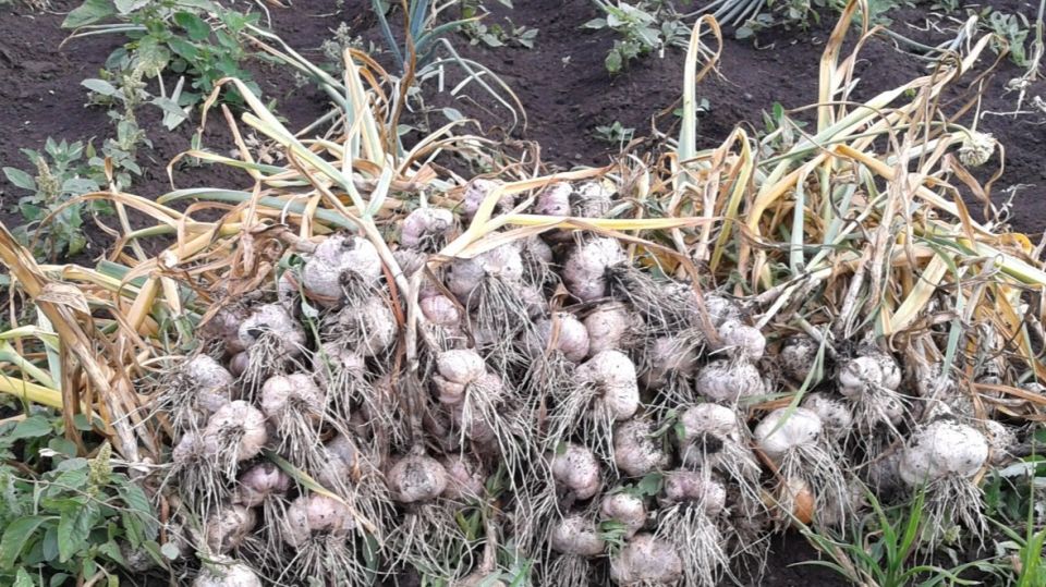 Как эффективно использовать грядку после сбора чеснока: секреты опытных огородников