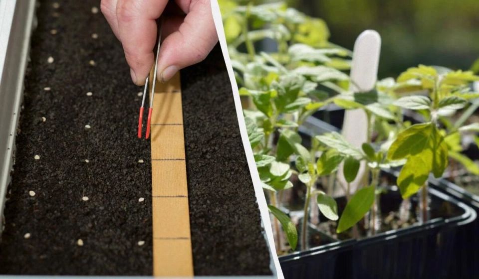 Как ускорить всхожесть семян с помощью простого метода